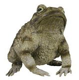 toad.jpg image by Bobble090166